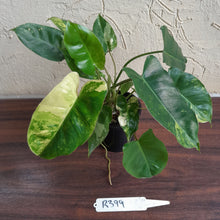 Load image into Gallery viewer, #R399 Variegated Philodendron Burle Marx