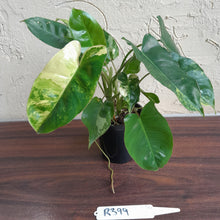 Load image into Gallery viewer, #R399 Variegated Philodendron Burle Marx