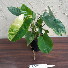 Load image into Gallery viewer, #R399 Variegated Philodendron Burle Marx