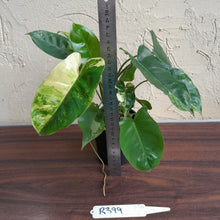 Load image into Gallery viewer, #R399 Variegated Philodendron Burle Marx