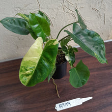 Load image into Gallery viewer, #R399 Variegated Philodendron Burle Marx