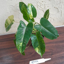 Load image into Gallery viewer, #R399 Variegated Philodendron Burle Marx