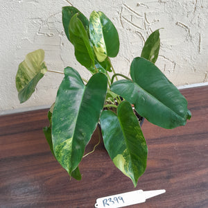 #R399 Variegated Philodendron Burle Marx