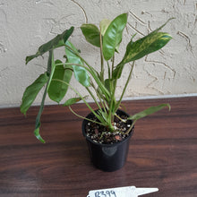 Load image into Gallery viewer, #R399 Variegated Philodendron Burle Marx