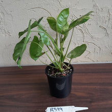 Load image into Gallery viewer, #R399 Variegated Philodendron Burle Marx