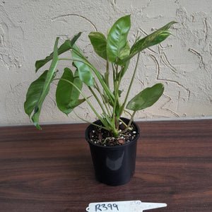 #R399 Variegated Philodendron Burle Marx