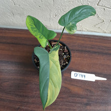 Load image into Gallery viewer, #D999 Variegated Philodendron Bipennifolium