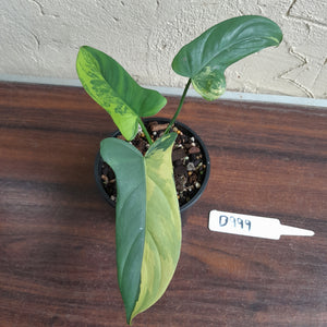 #D999 Variegated Philodendron Bipennifolium