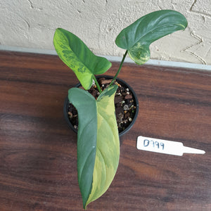 #D999 Variegated Philodendron Bipennifolium