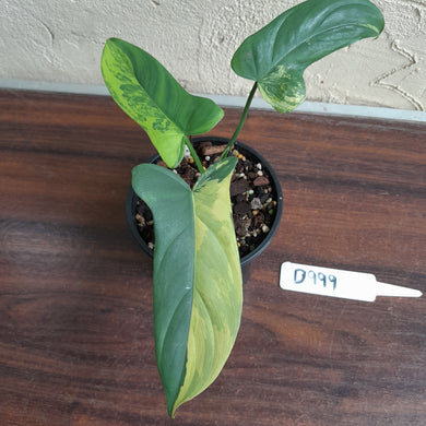 #D999 Variegated Philodendron Bipennifolium
