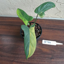 Load image into Gallery viewer, #D999 Variegated Philodendron Bipennifolium
