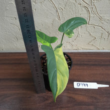 Load image into Gallery viewer, #D999 Variegated Philodendron Bipennifolium