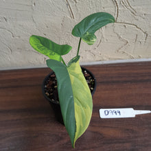 Load image into Gallery viewer, #D999 Variegated Philodendron Bipennifolium