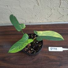 Load image into Gallery viewer, #D999 Variegated Philodendron Bipennifolium