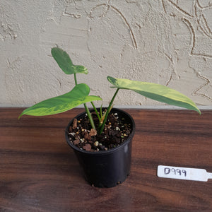 #D999 Variegated Philodendron Bipennifolium