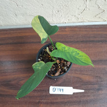 Load image into Gallery viewer, #D999 Variegated Philodendron Bipennifolium