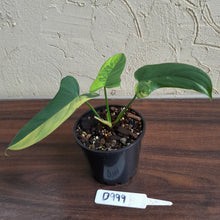 Load image into Gallery viewer, #D999 Variegated Philodendron Bipennifolium