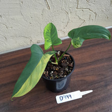Load image into Gallery viewer, #D999 Variegated Philodendron Bipennifolium