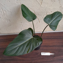 Load image into Gallery viewer, #R843 Philodendron Summer Glory