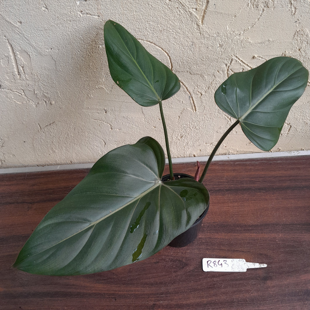 #R843 Philodendron Summer Glory