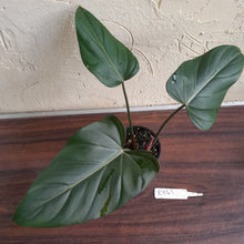 Load image into Gallery viewer, #R843 Philodendron Summer Glory