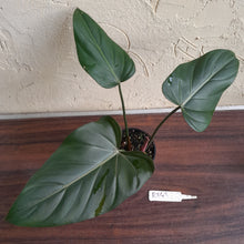 Load image into Gallery viewer, #R843 Philodendron Summer Glory