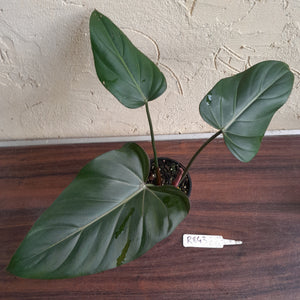 #R843 Philodendron Summer Glory