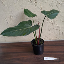 Load image into Gallery viewer, #R843 Philodendron Summer Glory