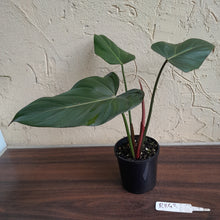 Load image into Gallery viewer, #R843 Philodendron Summer Glory