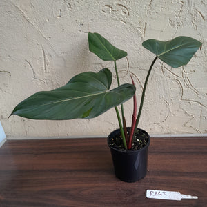 #R843 Philodendron Summer Glory
