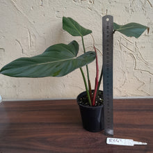 Load image into Gallery viewer, #R843 Philodendron Summer Glory