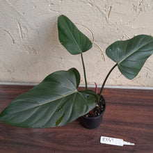 Load image into Gallery viewer, #R843 Philodendron Summer Glory