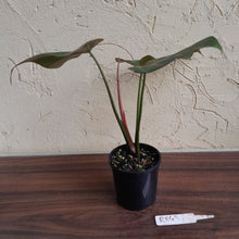 Load image into Gallery viewer, #R843 Philodendron Summer Glory