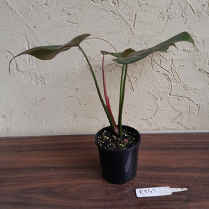 #R843 Philodendron Summer Glory
