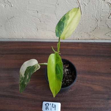 #R14 Variegated Philodendron Domesticum