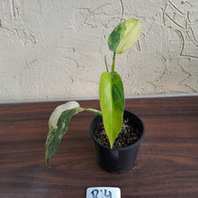 Load image into Gallery viewer, #R14 Variegated Philodendron Domesticum