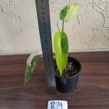 Load image into Gallery viewer, #R14 Variegated Philodendron Domesticum