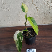 Load image into Gallery viewer, #R14 Variegated Philodendron Domesticum