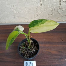 Load image into Gallery viewer, #R14 Variegated Philodendron Domesticum