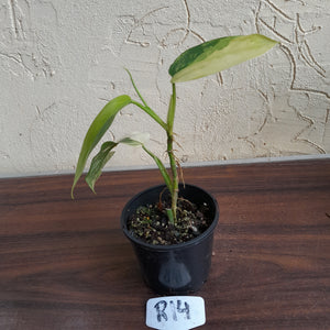 #R14 Variegated Philodendron Domesticum