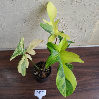 #R57 Philodendron Florida Beauty