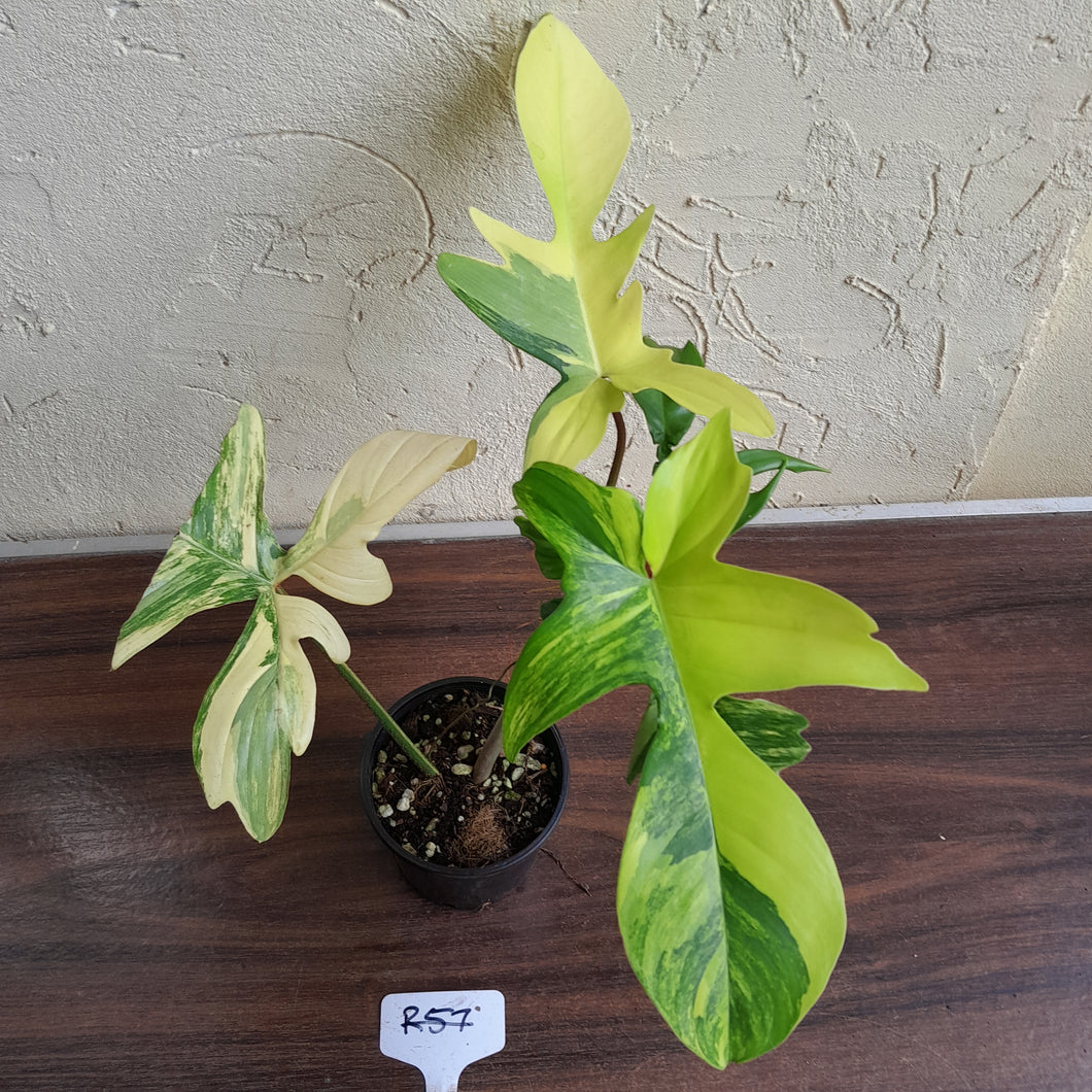 #R57 Philodendron Florida Beauty