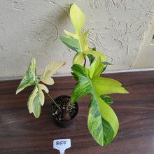 Load image into Gallery viewer, #R57 Philodendron Florida Beauty