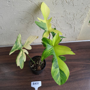 #R57 Philodendron Florida Beauty