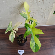 Load image into Gallery viewer, #R57 Philodendron Florida Beauty