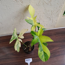 Load image into Gallery viewer, #R57 Philodendron Florida Beauty