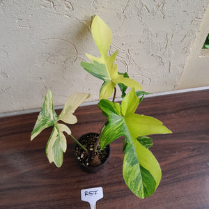 #R57 Philodendron Florida Beauty