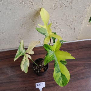#R57 Philodendron Florida Beauty