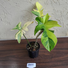Load image into Gallery viewer, #R57 Philodendron Florida Beauty