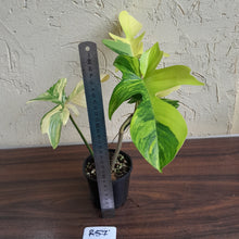 Load image into Gallery viewer, #R57 Philodendron Florida Beauty